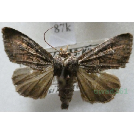 Mesapamea secalis (Linnaeus, 1758) Sówka żytnica Poland87k